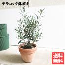 オリーブ イタリア製テラコッタ鉢植え オリーブの木 観葉植物 自宅用 ギフト 送料無料 