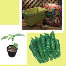栽培キット 野菜苗 ししとう 栽培セット 肥料とプランター付き 