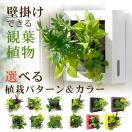 送料無料　壁掛けできる観葉植物 ミドリエ デザイン「フレーム」選べる！植栽パターン＆カラー 