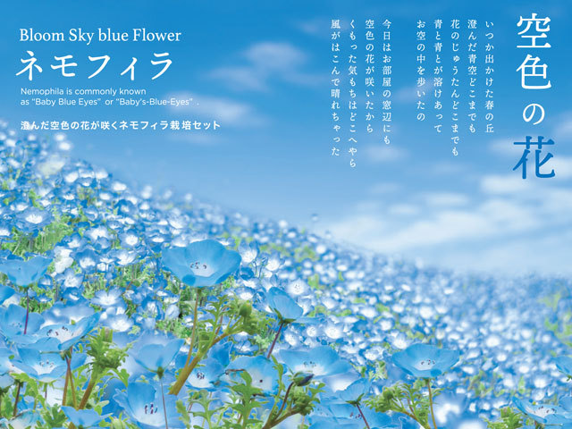 空色の花 ネモフィラ 栽培セット 即納 栽培キット 栽培 花 植物 セット キット かわいい プレゼント グリーン インテリア 置物 グッズ Sst106 癒しグッズ専門店 なごみ 通販 Yahoo ショッピング
