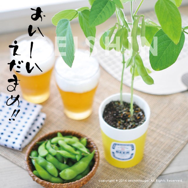 栽培キット えだまめ栽培セット 即納 栽培セット お得クーポン発行中 植物 枝豆 えだまめ ビール インテリア お酒 グッズ つまみ おつまみ 酒 置物