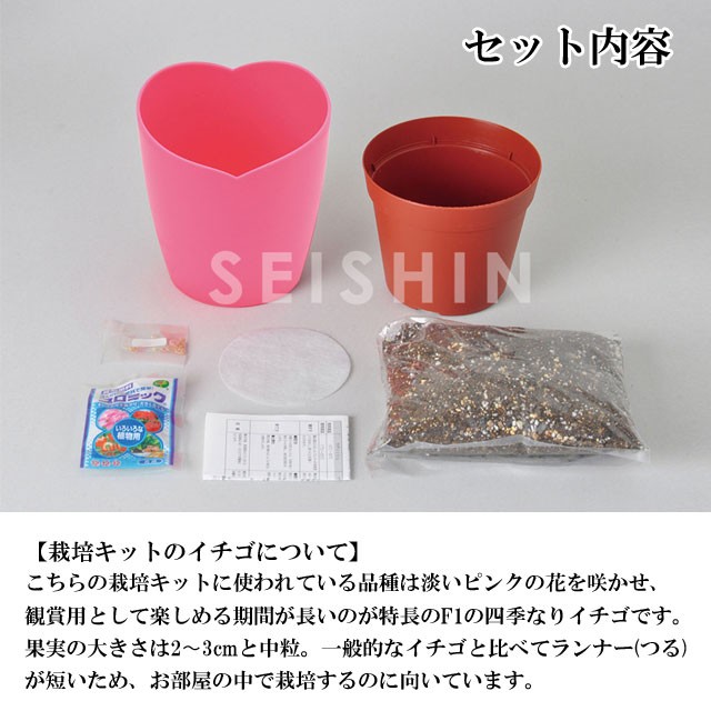 日本産 栽培キット Strawberry ピンクの花咲く ストロベリー栽培キット 栽培セット イチゴ いちご 苺 果物 フルーツ 野菜 インテリア 置物 グッズ Aynaelda Com