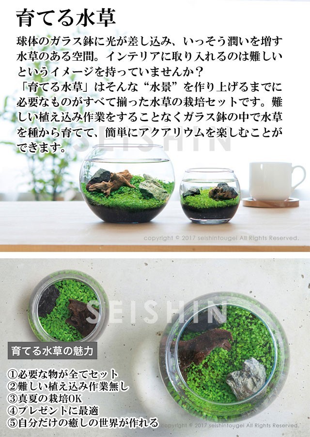 栽培キット 育てる水草 L 栽培セット 水草 種 流木 植物 かわいい おしゃれ ギフト グリーン インテリア 置物 グッズ Sst452 癒しグッズ専門店 なごみ 通販 Yahoo ショッピング