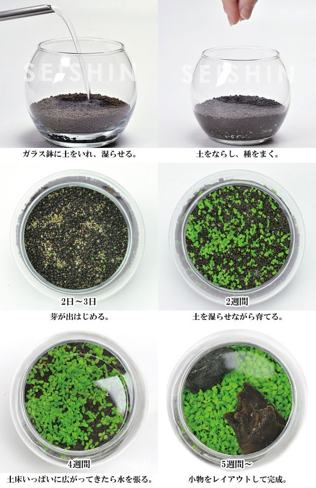 栽培キット 育てる水草 L 栽培セット 水草 種 流木 植物 かわいい おしゃれ ギフト グリーン インテリア 置物 グッズ Sst452 癒しグッズ専門店 なごみ 通販 Yahoo ショッピング