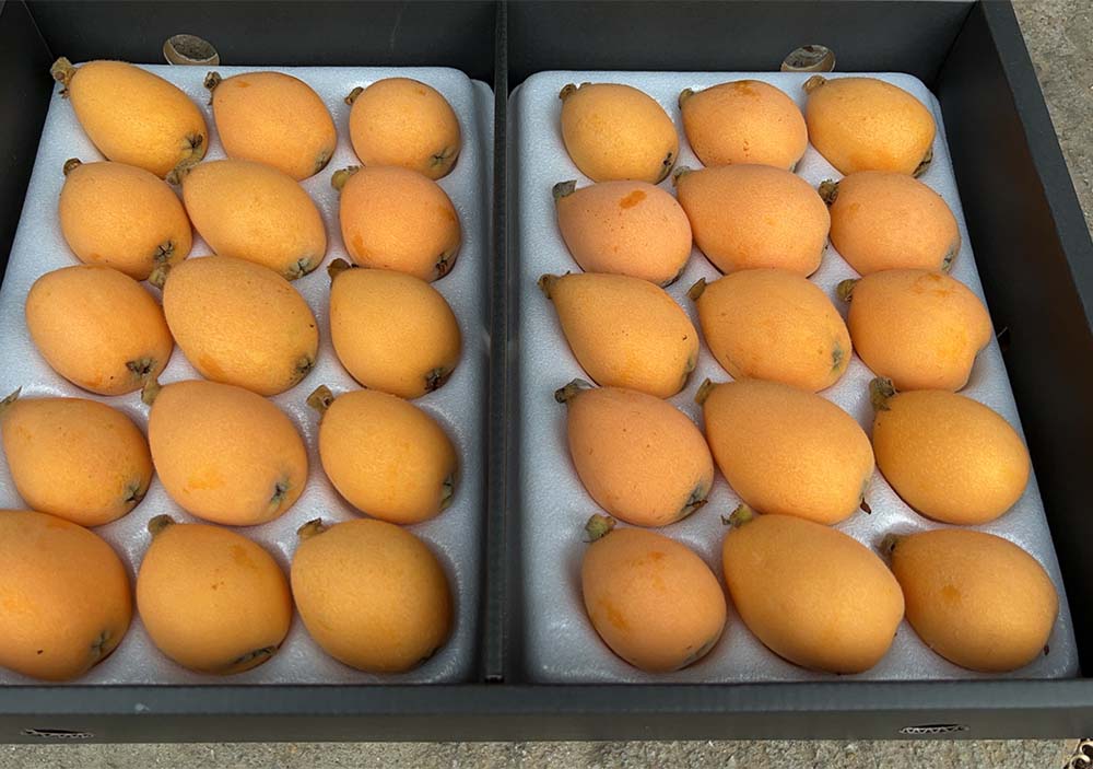 . pesticide Nagasaki production . tree loquat approximately 1kg.. for L size 24 sphere rom and rear (before and after) go in biwa.. Mother's Day Father's day direct delivery from producing area SSS