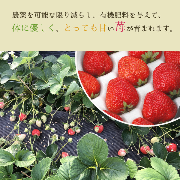 2025 year 1 month minute reservation low pesticide Fukuoka ..... strawberry .. for 400g large grain 12~18 sphere vanity case go in direct delivery from producing area SSS