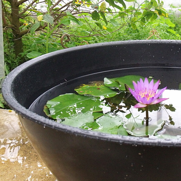  is light robust . water lily pot diameter 60cm. extra-large size ( black )me Dakar also biotope also l material 02-TU