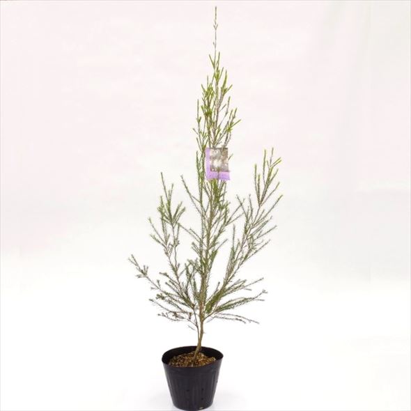 me RaRe uka lavender tea tree 5 number * delivery .10 schedule times might take. l Hanaki 10-TN