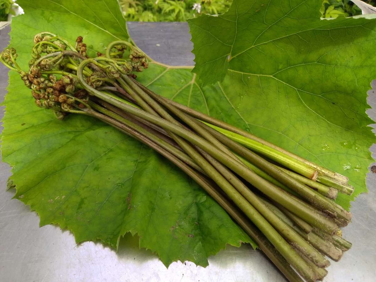 [ complete reservation sale ] Akita. natural edible wild plants [ raw ...]1kg[.. pulling out for sodium bicarbonate attaching ][ natural thing therefore date designation un- possible ][5 month last third ~6 month on . shipping ]