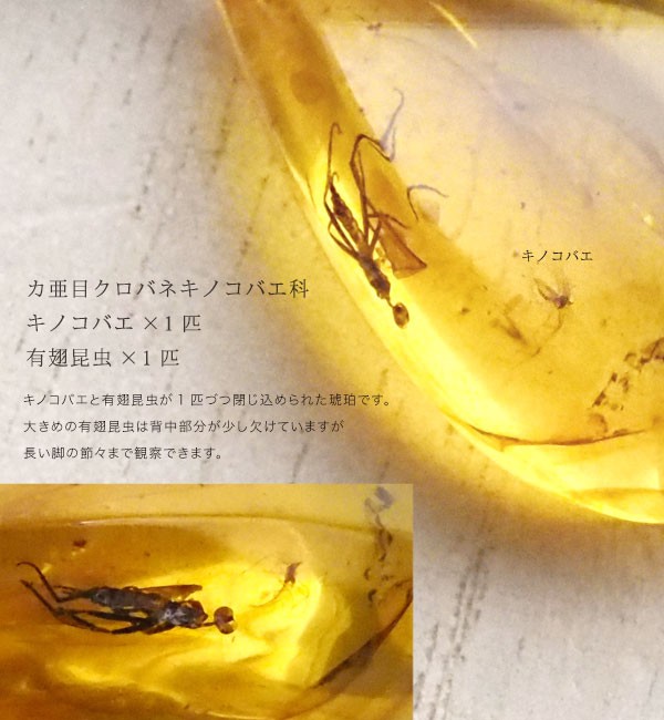Insects in Amber 虫入り琥珀 K18GP ネックレス g48 虫入り琥珀