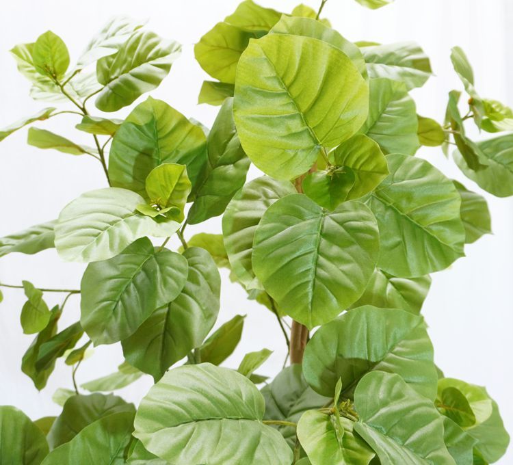 ウンベラータ 180cm 鉢植え (造花 フィカス インテリア おしゃれ 室内