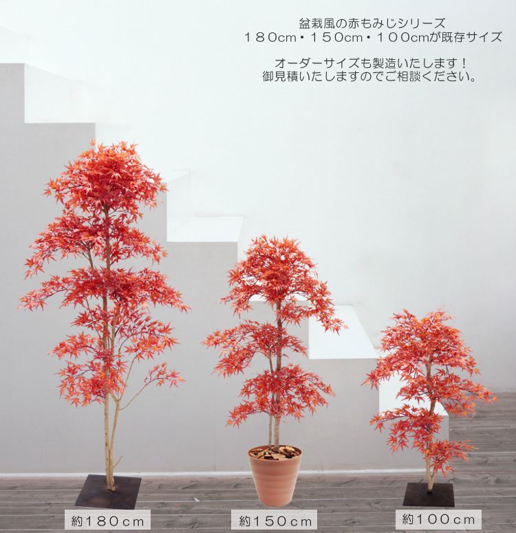 盆栽 『モミジ』 紅葉 インテリア 観葉植物 ガーデニング 送料無料 b111 紅葉の盆栽