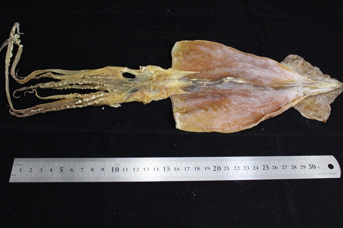  free shipping dried squid 5 sheets insertion large size approximately 220g rom and rear (before and after) Hokkaido production principle mail service [ dried squid .. squid .. groceries ] principle mail service 