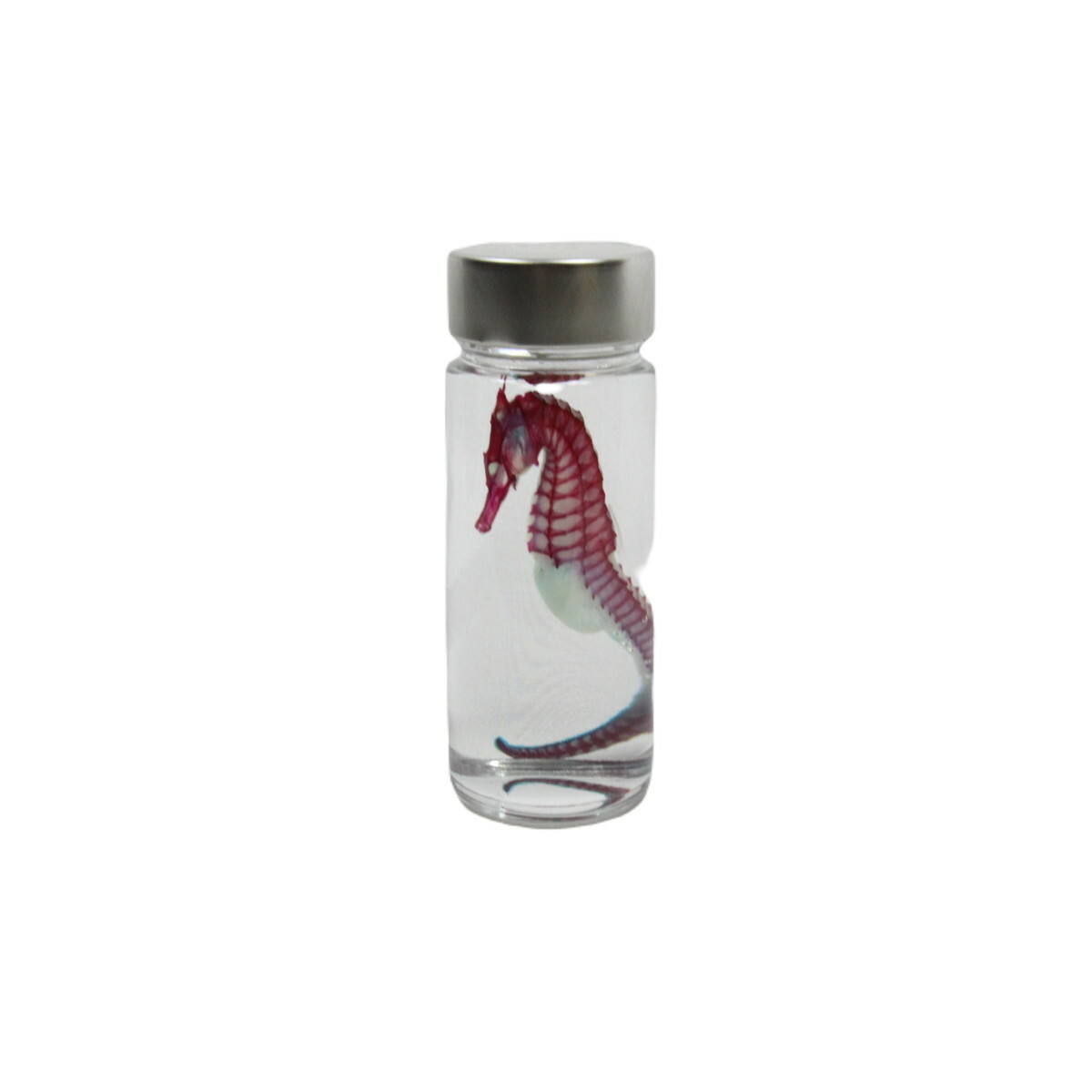 [ transparent specimen seahorse ] specimen research ... interior miscellaneous goods skeleton clear stylish transparent bin transparent bottle glycerin anatomy insect necklace 