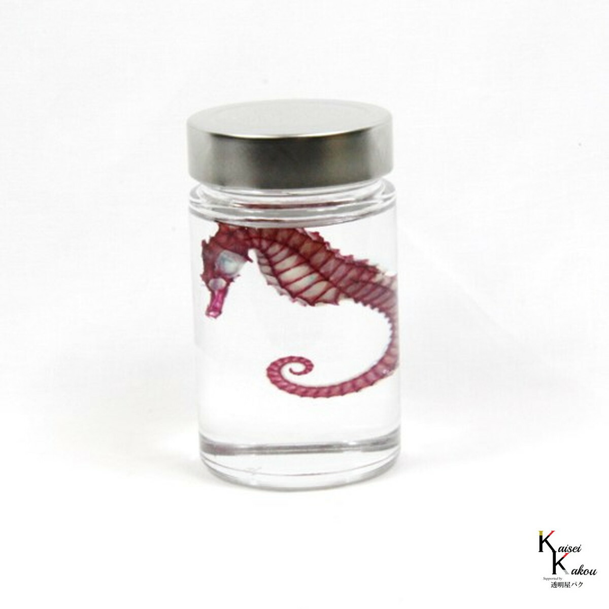 [ transparent specimen seahorse ] specimen research ... interior miscellaneous goods skeleton clear stylish transparent bin transparent bottle glycerin anatomy insect necklace 