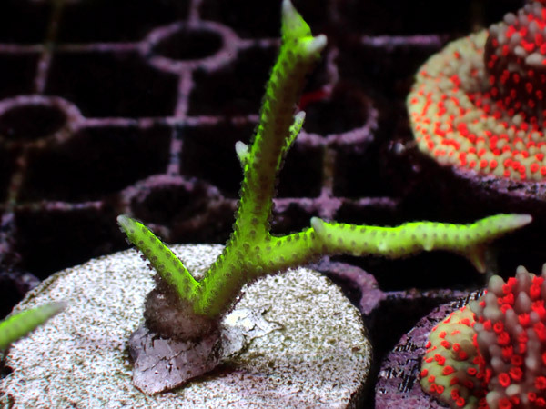 豪華 ｕｓ便ora Bright Green Birdnest Frag No ０５ Mc1647 アクアテイラーズヤフー店 通販 Yahoo ショッピング Zxpress In