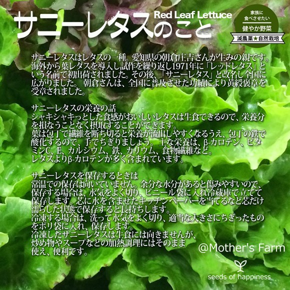 | купон иметь | Sunny lettuce пестициды 90% cut специальный культивирование [1kg]
