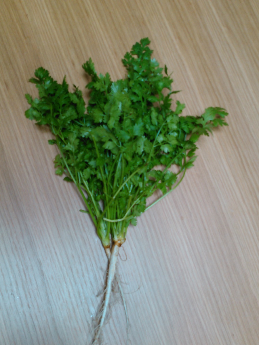  coriander ( coriander ) 1000g raw vegetable agriculture house direct delivery 