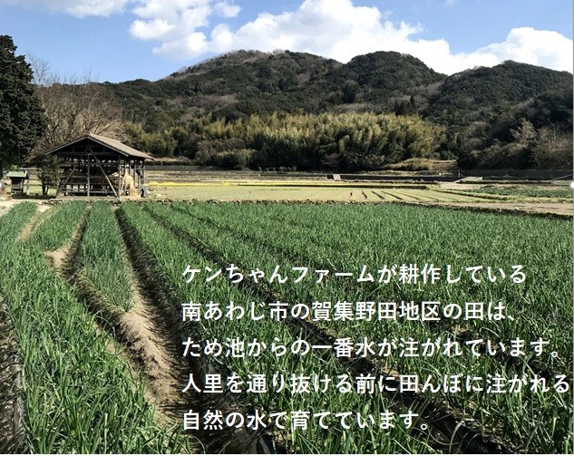  sphere leek onion new sphere leek new onion Awaji Island onion Awaji Island sphere leek 5 kilo Awaji Island production 