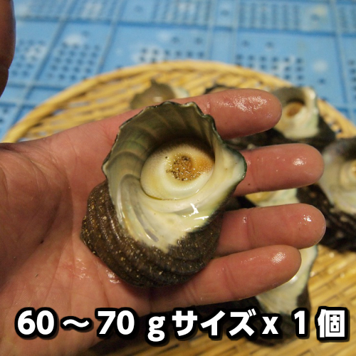  Awaji Island производство натуральный ....( маленький )60~70g размер 1 шт ( элемент ..... товар /. Sazae /../.....)