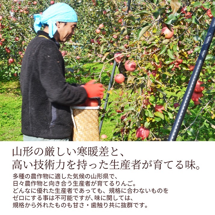  apple . preeminence goods 5kg Yamagata prefecture production sun .. apple with translation .. is good apple . home use cooking economical private car direct delivery from producing area free shipping distant place postage addition 