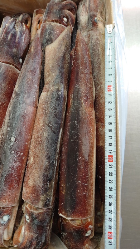  freezing .. boat inside one tail .... extra-large freezing raw ..18 cup ~20 cup entering Aomori prefecture production 1 cup approximately 450g total 18~20 cup (..| squid |..| sashimi | Pacific flying squid )