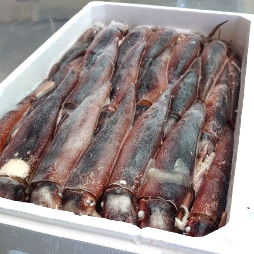 [ arrived ] freezing .. under ice .. large freezing raw ..20 cup go in Hokkaido production 1 cup approximately 250g three land production .. squid .. dried squid .. genuine .. freezing squid sashimi salt .