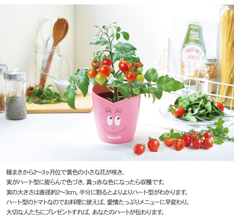 ガーデニング 栽培キット 室内 食育 育てる 家庭菜園 ハーブ 野菜 果物 手作り 工作 キット ハンドメイド 栽培キット バーバパパ ハートトマト栽培セット Bm Rooming 通販 Yahoo ショッピング