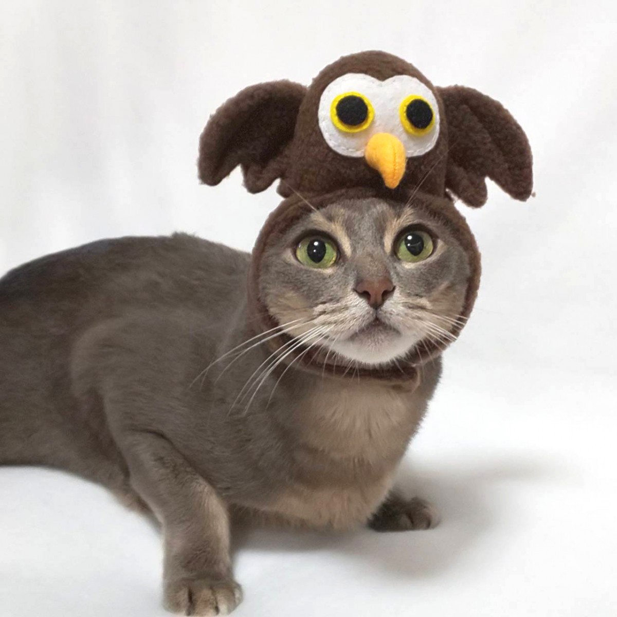  dog cat for cosplay owl. head gear ( hat ) metamorphosis for pets 