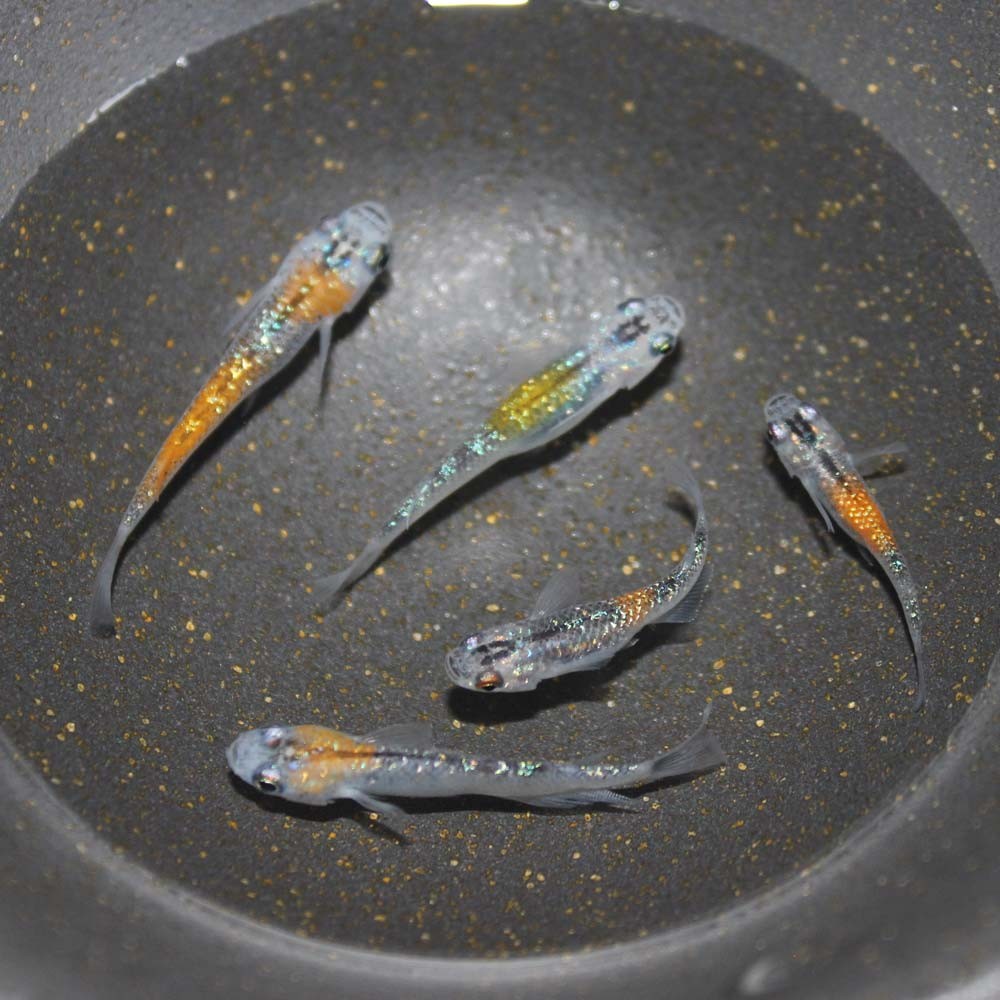 めだか 生体 オーロラ黄ラメメダカ M〜L（2.5〜4cm）種親サイズ 5匹 虹 