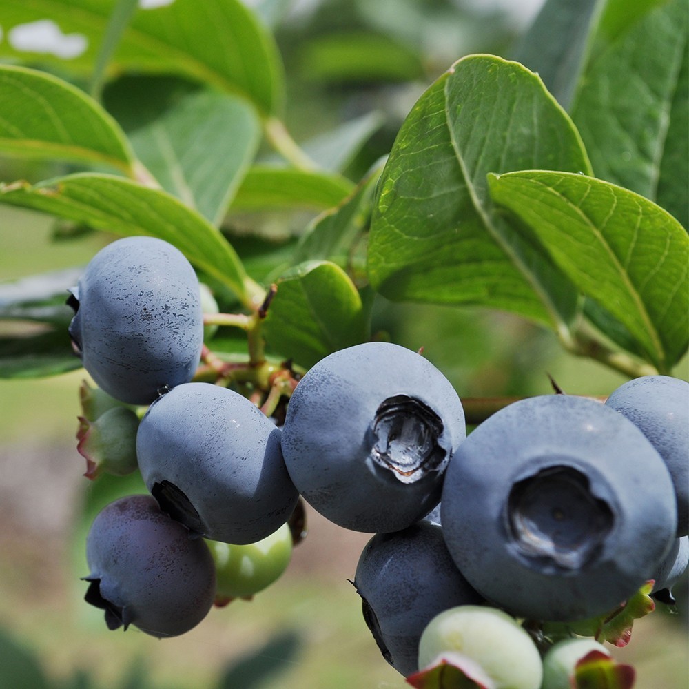 [ limited amount ] freezing blueberry ( large grain organic blueberry 300g)