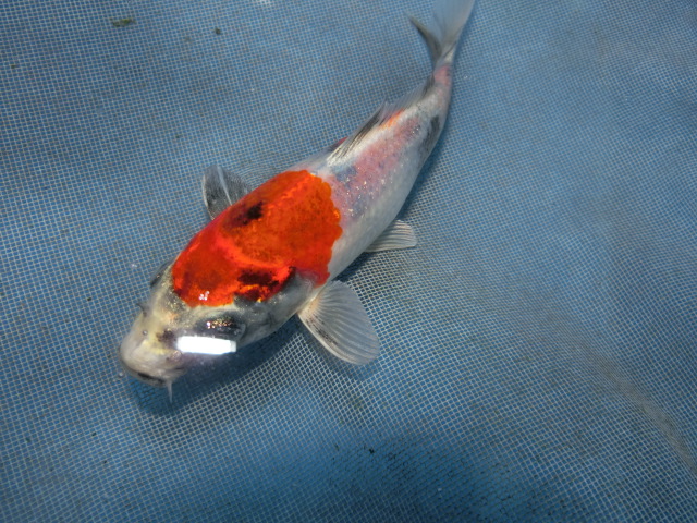  colored carp 13cm gold Showa era . another unknown. No.1104