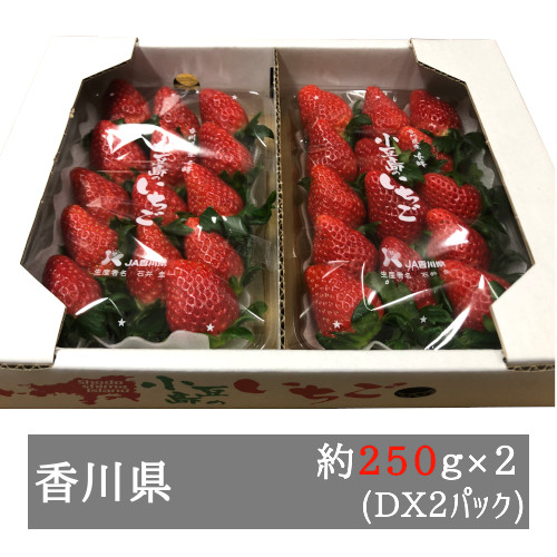  small legume island. woman . strawberry DX pack approximately 250g×2 pack entering Kagawa prefecture production 