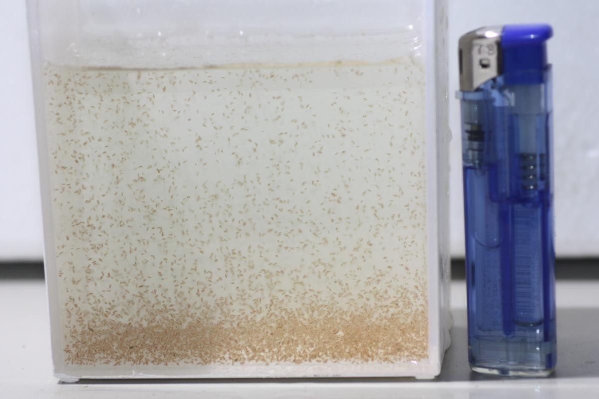 BIO-LABO タマミジンコ 1g 3000匹以上