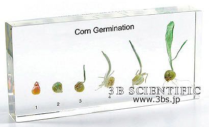  maize. germination resin . go in specimen acupuncture moxibustion model 