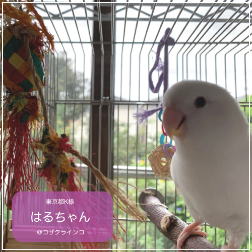  длиннохвостый попугай птица игрушка / bird сладости Mini 