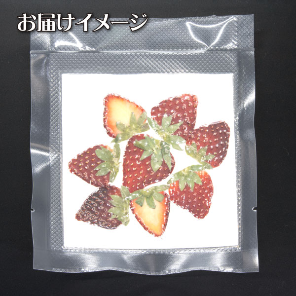  pressed flower strawberry 8 sheets entering vacuum pack l. strawberry pushed . fruit resin resin . go in smartphone case handicrafts 