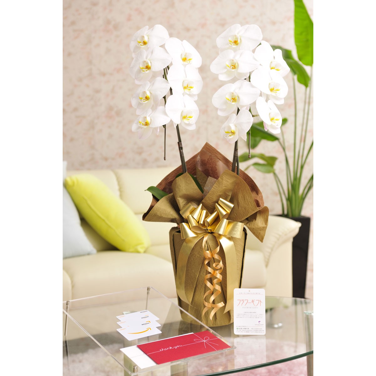  flower . gift. set . butterfly orchid large wheel 2 ps .. commodity ticket (Amazon gift certificate 3000 jpy )[ postage * card * wrapping free ]