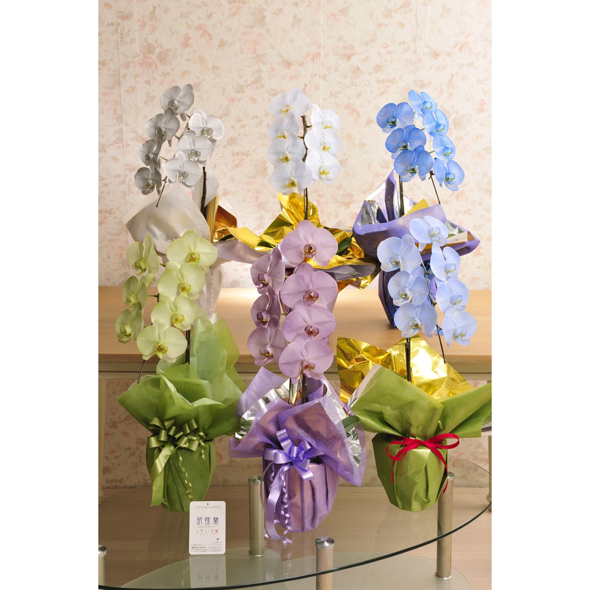  цветок . подарок. комплект можно выбрать цветок цвет. цвет . бабочка орхидея .- irodori - 1 шт. .( холод цвет серия ). товар талон (Amazon подарочный сертификат 3000 иен )[ стоимость доставки * карта * упаковка бесплатный ]