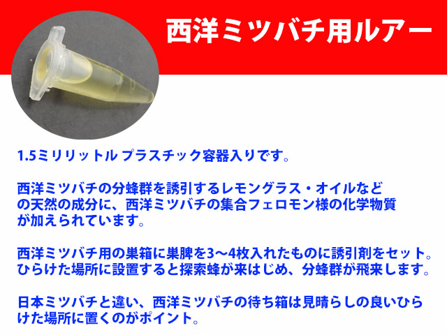 [ West Mitsuba chi lure 1 piece trial attaching ] gold ryouhen. human work compound . Japan Mitsuba chi* lure Kyoto Japan Mitsuba chi research place .. box lure 