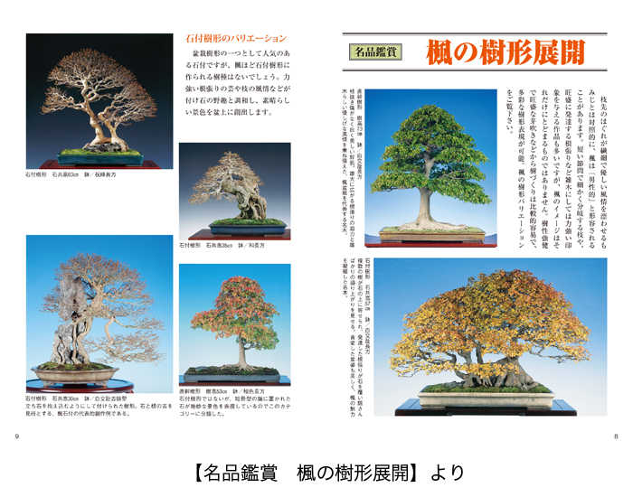  publication book@ bonsai speciality magazine [ maple * zelkova. .. person ] maple keyaki repairs control cut . person bending . person .. change pruning watering disinfection etc. work . good understand 