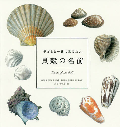 子どもと一緒に覚えたい貝殻の名前 （ｍｏｍｏ　ｂｏｏｋ） 東海大学海洋学部／監修　海洋科学博物館／監修　加古川利彦／絵の商品画像