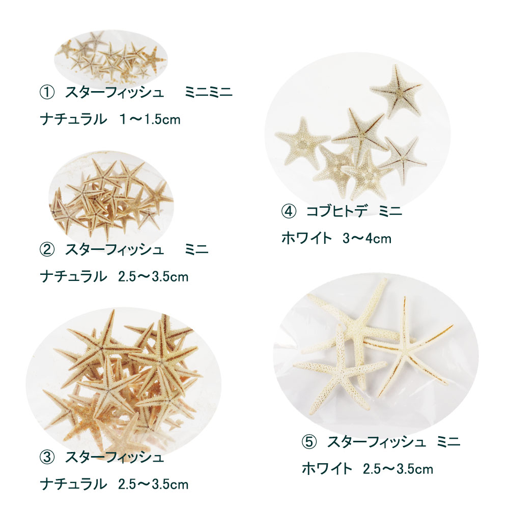  shell [ Star Fish (hitote)] Mini shell parts craft for nature material resin for parts as very popular equipped.