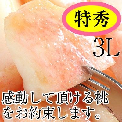  Bon Festival gift gift . middle origin middle origin . hold hand earth production Bon Festival gift gift . middle origin gift Wakayama prefecture production oh river. peach ( white peach )3L size. Special preeminence goods!7~8 sphere go in ( approximately 2kg)(fy7)