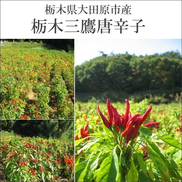  ультра . - spring ro смешивание соотношение показатель . выбор - spring ro Blend Tochigi Mitaka один тест красный острый перец 1 пакет большой круг. красный острый перец 