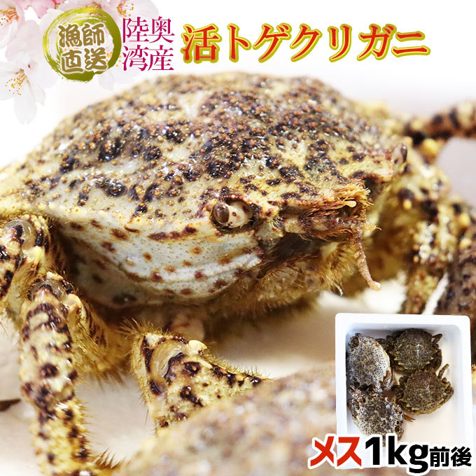togekligani. crab free shipping Aomori land inside .[togekligani1kg rom and rear (before and after) 4-6 cup ] female limitation .. Tama . shipping crab . crab [* refrigeration flight ][* direct delivery from producing area therefore including in a package un- possible ]