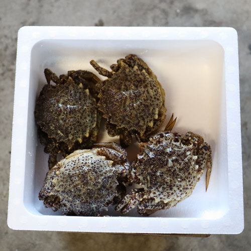 togekligani. crab free shipping Aomori land inside .[togekligani1kg rom and rear (before and after) 4-6 cup ] female limitation .. Tama . shipping crab . crab [* refrigeration flight ][* direct delivery from producing area therefore including in a package un- possible ]