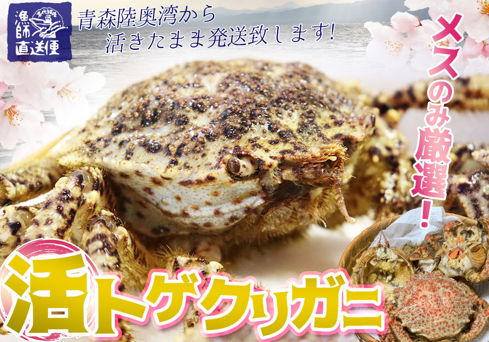 togekligani. crab free shipping Aomori land inside .[togekligani1kg rom and rear (before and after) 4-6 cup ] female limitation .. Tama . shipping crab . crab [* refrigeration flight ][* direct delivery from producing area therefore including in a package un- possible ]