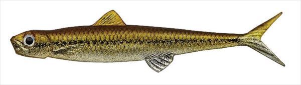 ラストエース 95F #117 モツゴの商品画像