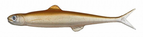 80F / ネオンワカサギ